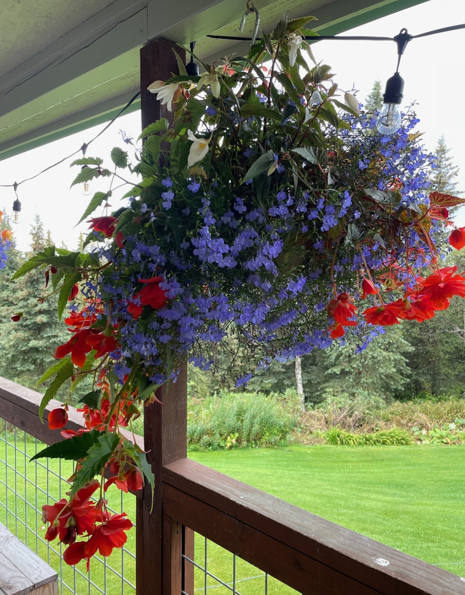 Proven Winners Annual Hanging Basket- WW Shady Side 12 inch