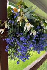 Proven Winners Annual Hanging Basket- WW Shady Side 12 inch