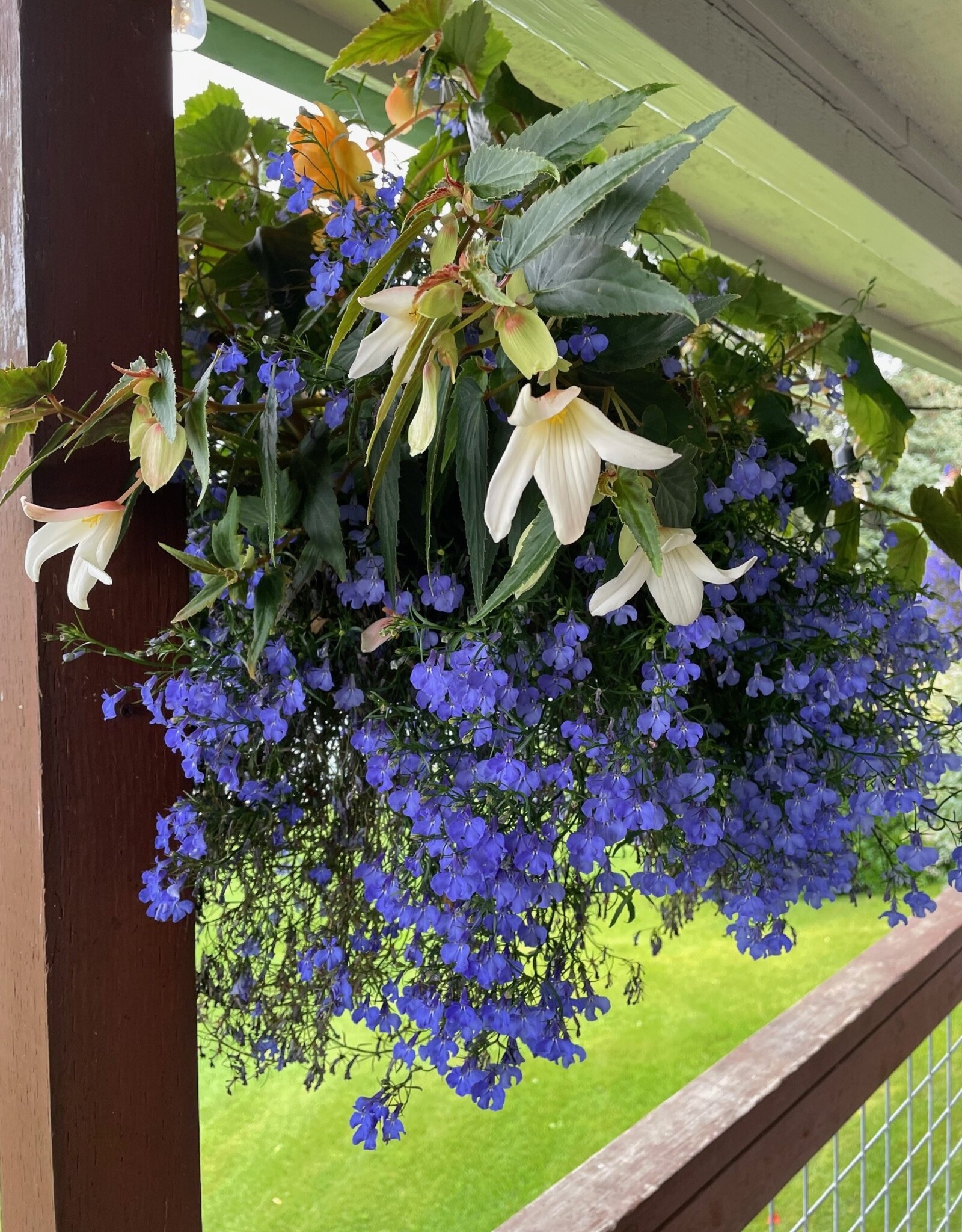 Proven Winners Annual Hanging Basket- WW Shady Side 12 inch