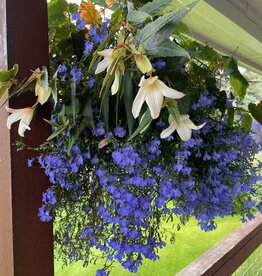 Proven Winners Annual Hanging Basket- WW Shady Side 12 inch