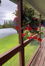 Proven Winners Annual Hanging Basket- WW Shady Side 12 inch