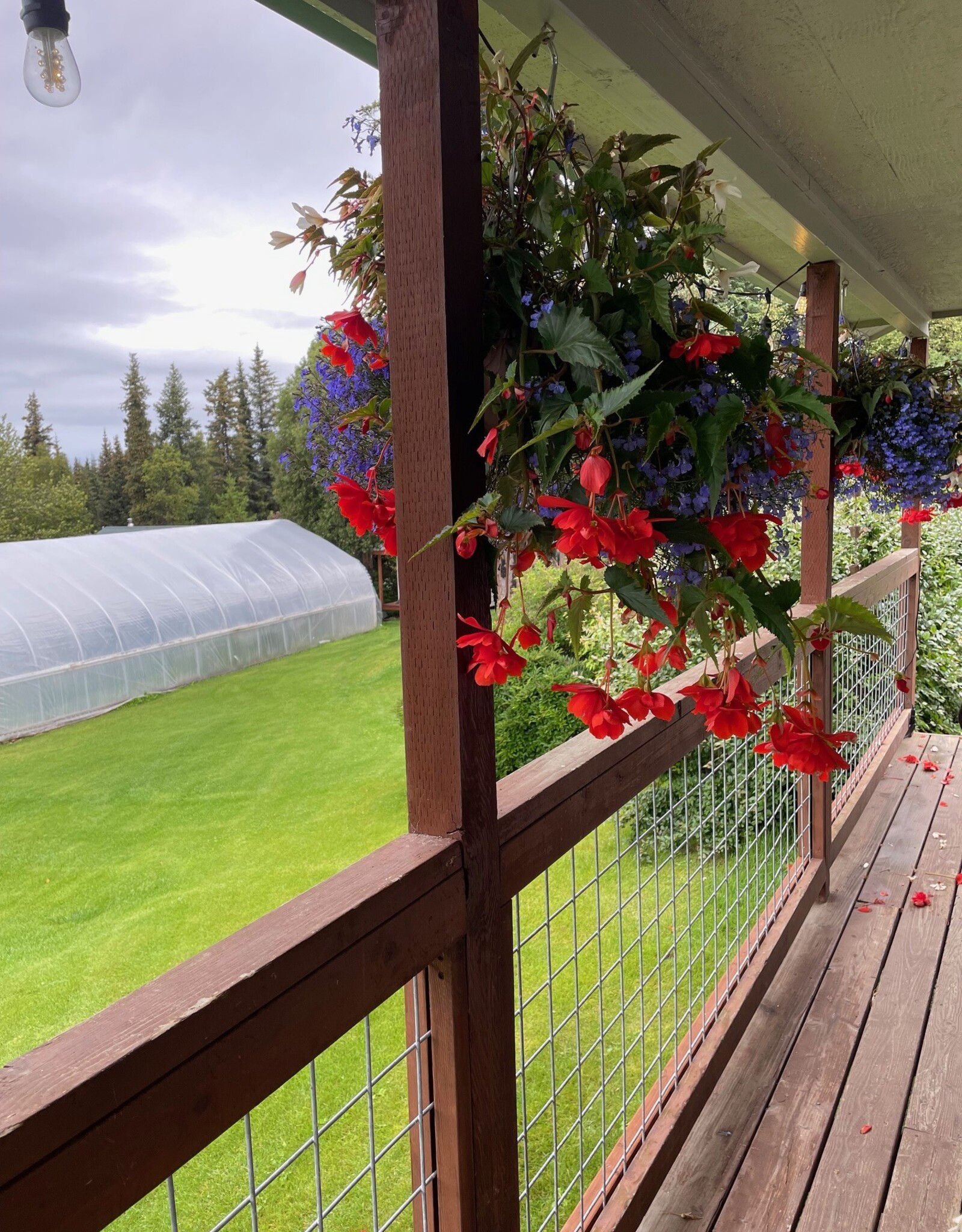 Proven Winners Annual Hanging Basket- WW Shady Side 12 inch