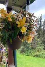 Proven Winners Annual Hanging Basket- WW Shady Side 12 inch