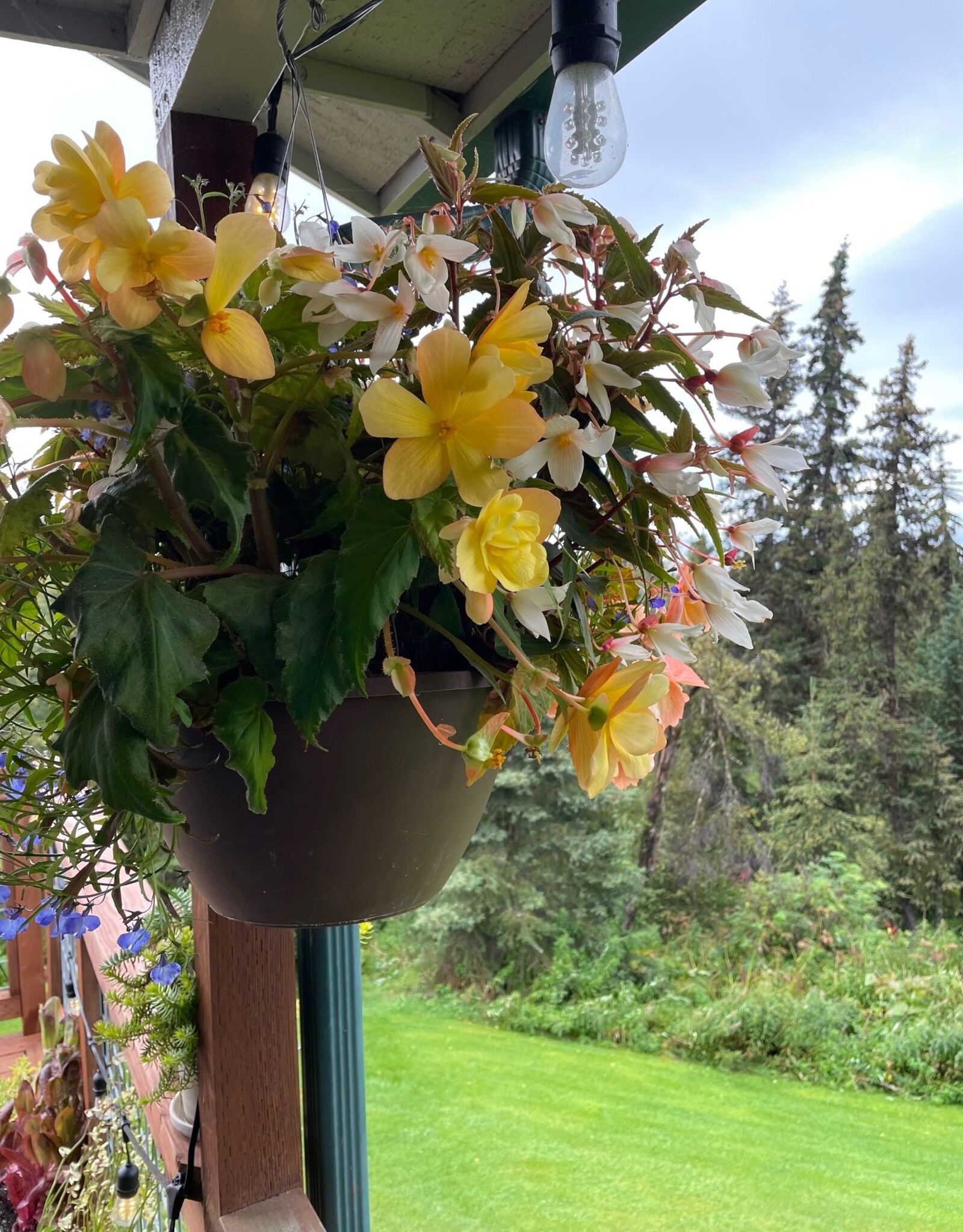 Proven Winners Annual Hanging Basket- WW Shady Side 12 inch