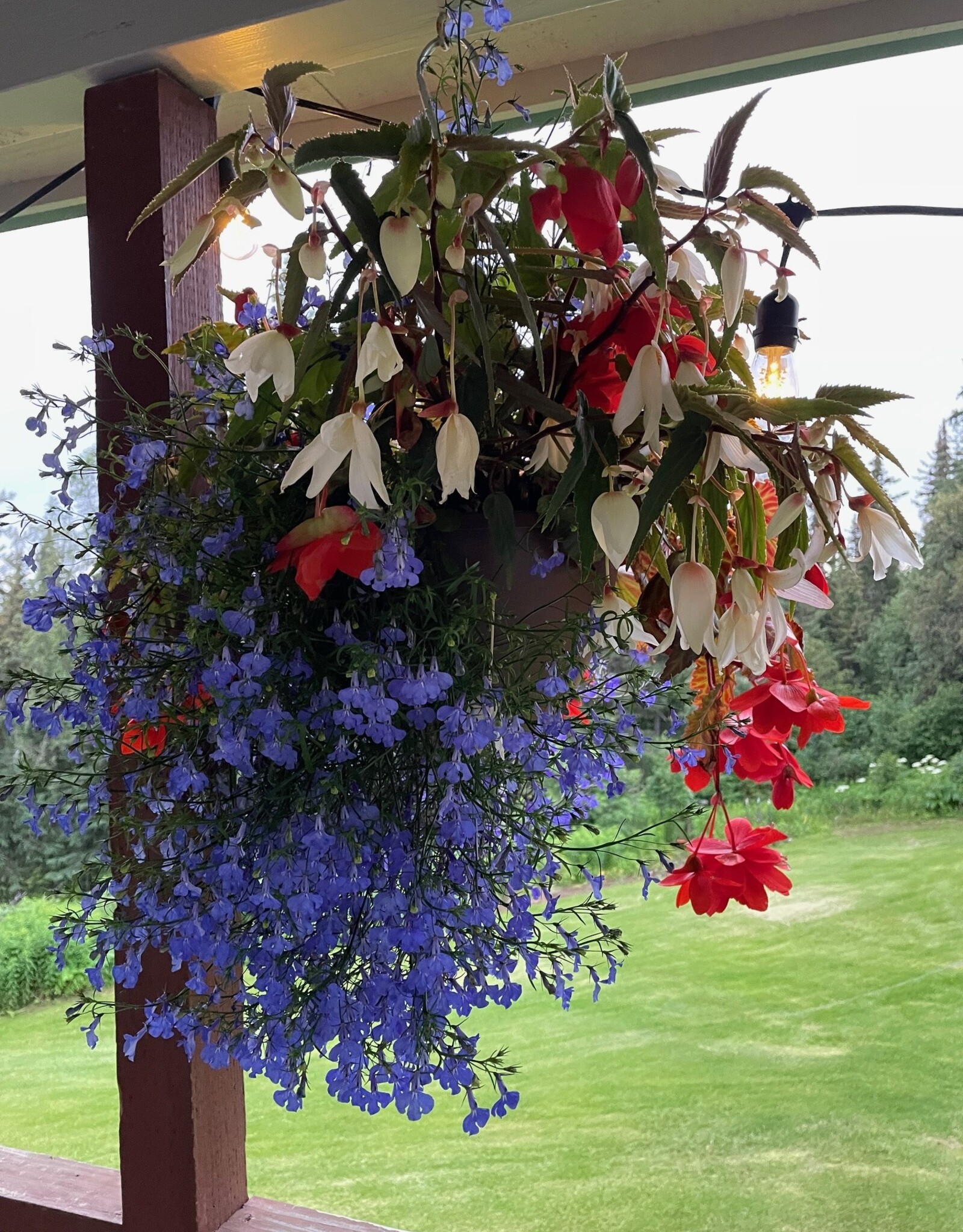 Proven Winners Annual Hanging Basket- WW Shady Side 12 inch