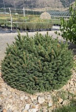 Bron and Sons Picea abies 'Pumila' #5  -Dwarf Norway Spruce