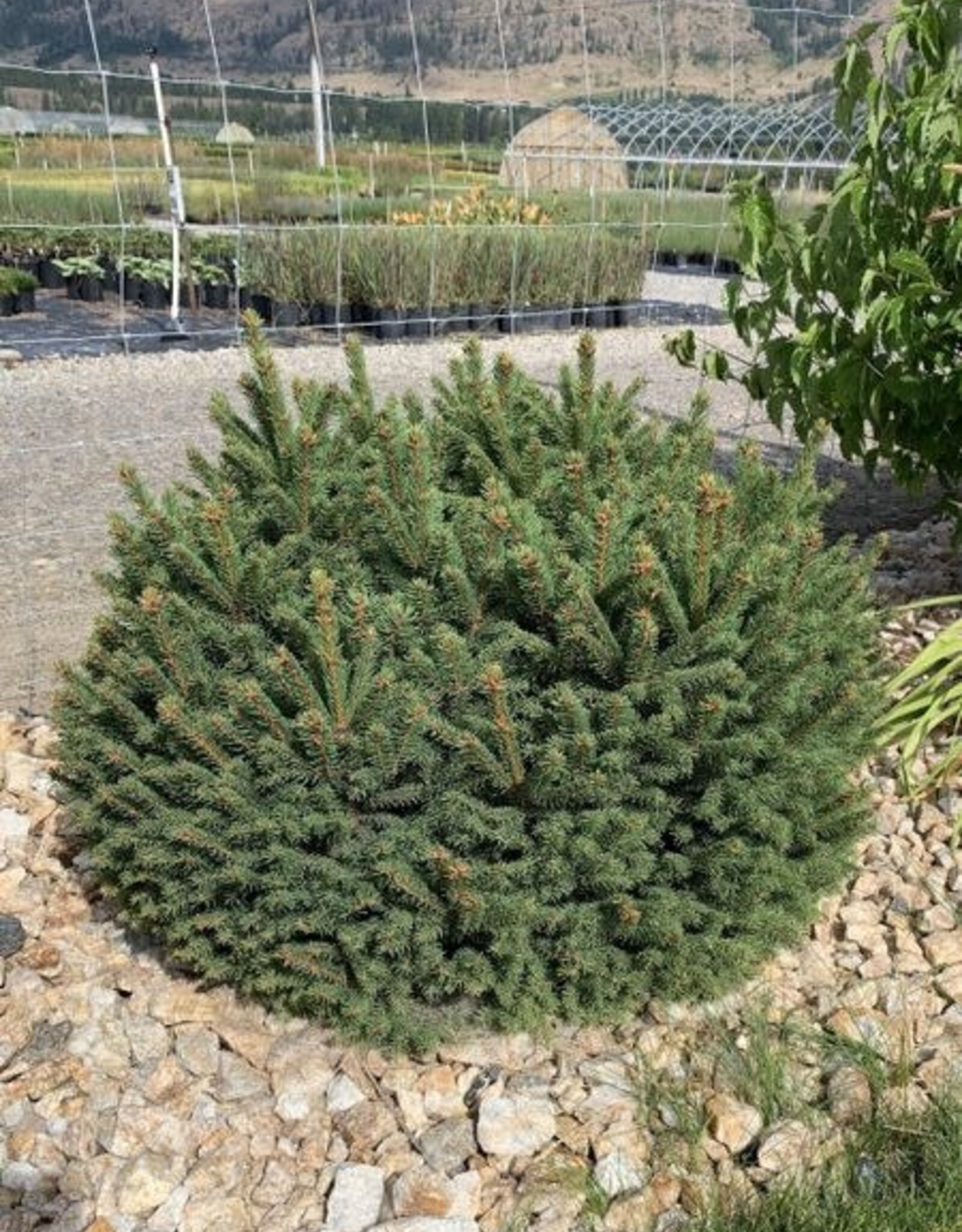 Bron and Sons Picea abies 'Pumila' #5  -Dwarf Norway Spruce
