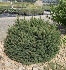 Bron and Sons Picea abies 'Pumila' #5  -Dwarf Norway Spruce