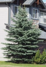 Bron and Sons Picea p. 'Baby Blue' #5