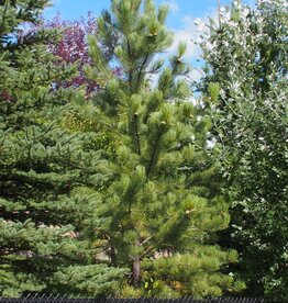 Bron and Sons Pinus nigra #10 Austrian Pine -Bron