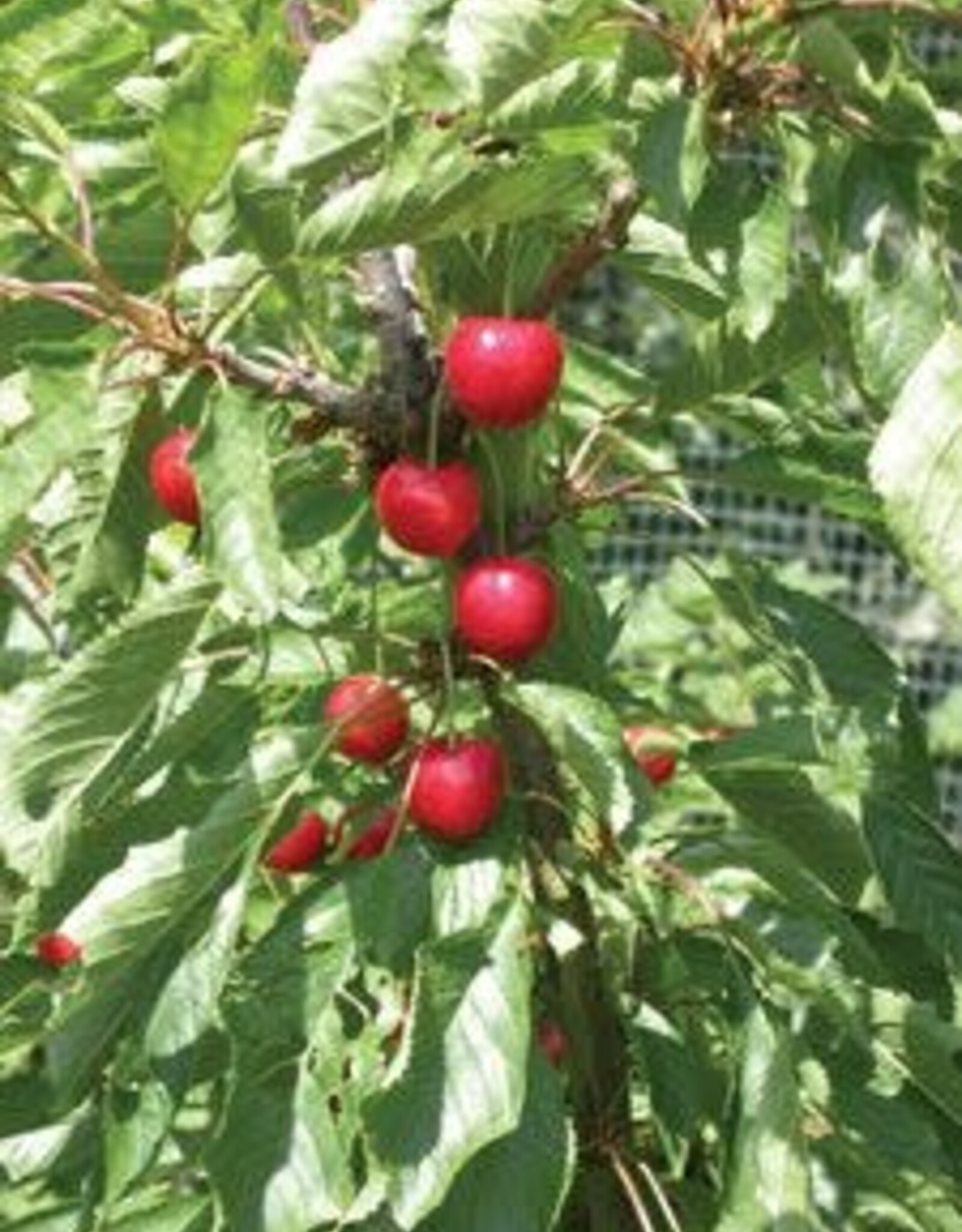 Bron and Sons Prunus x ker. 'Juliet' #5 Juliet Cherry