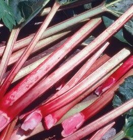Bron and Sons Rheum x hybridum 'Mac Red' #1  -McDonalds Red Rhubarb
