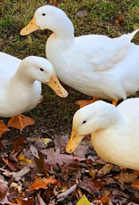Metzer Pekin Duck Female 5-17-24