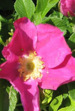 Bron and Sons Rosa rugosa #5 Rugosa Rose