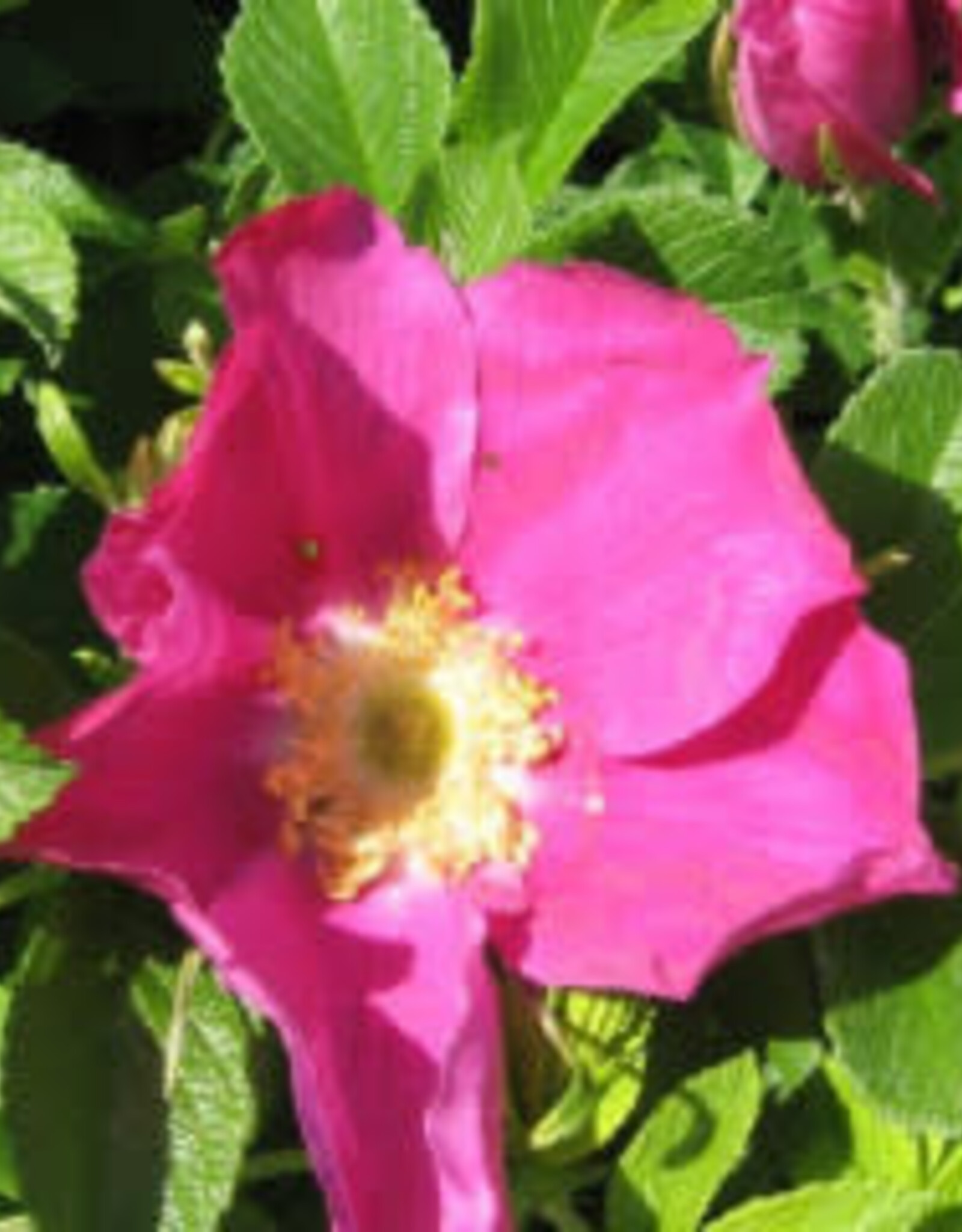 Bron and Sons Rosa rugosa #5 Rugosa Rose
