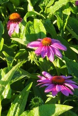Bron and Sons Echinacea p. 'Magnus Superior' #1  -Magnus Superior Coneflower