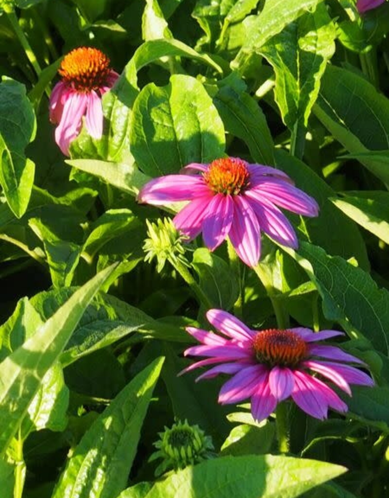 Bron and Sons Echinacea p. 'Magnus Superior' #1  -Magnus Superior Coneflower