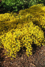 Bron and Sons Genista Lydia #2 Lydia Broom