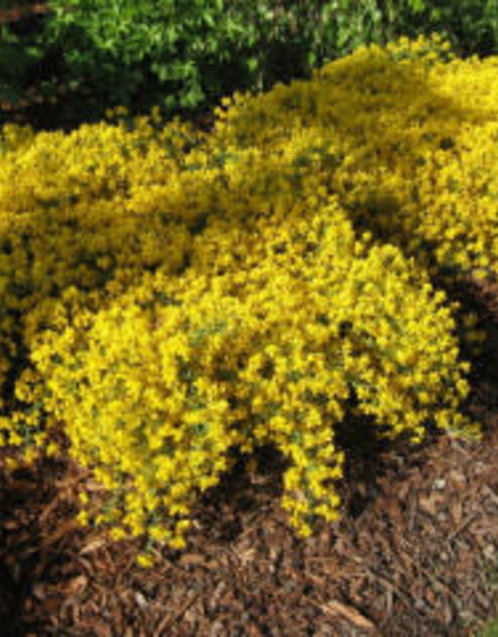 Bron and Sons Genista Lydia #2 Lydia Broom