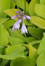 Bron and Sons Hosta 'August Moon' #2  -August Moon Hosta