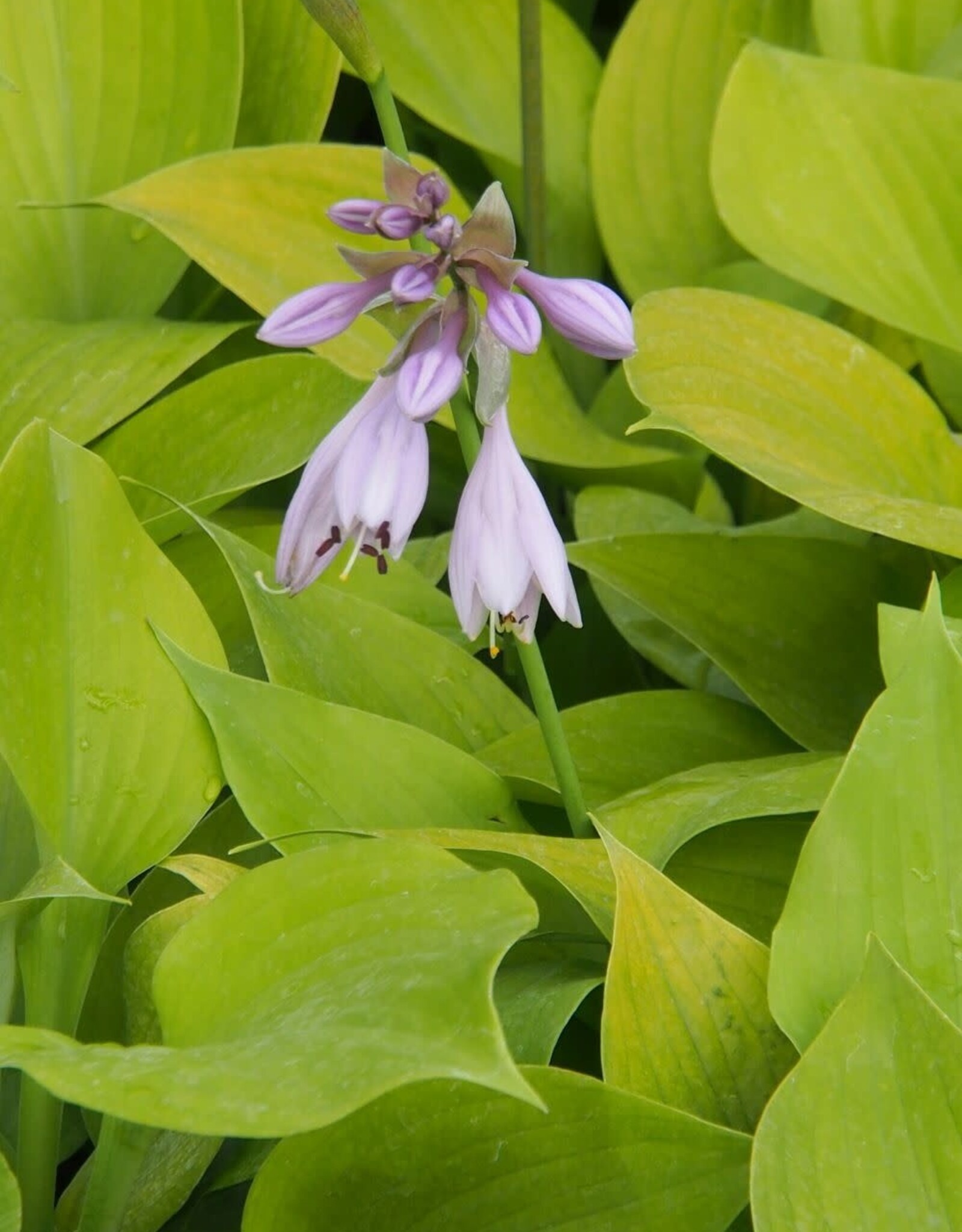 Bron and Sons Hosta 'August Moon' #2  -August Moon Hosta
