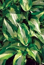 Bron and Sons Hosta 'Night Before Christmas' #1  -Night Before Christmas Hosta