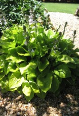 Bron and Sons Hosta 'Sum and Substance' #1