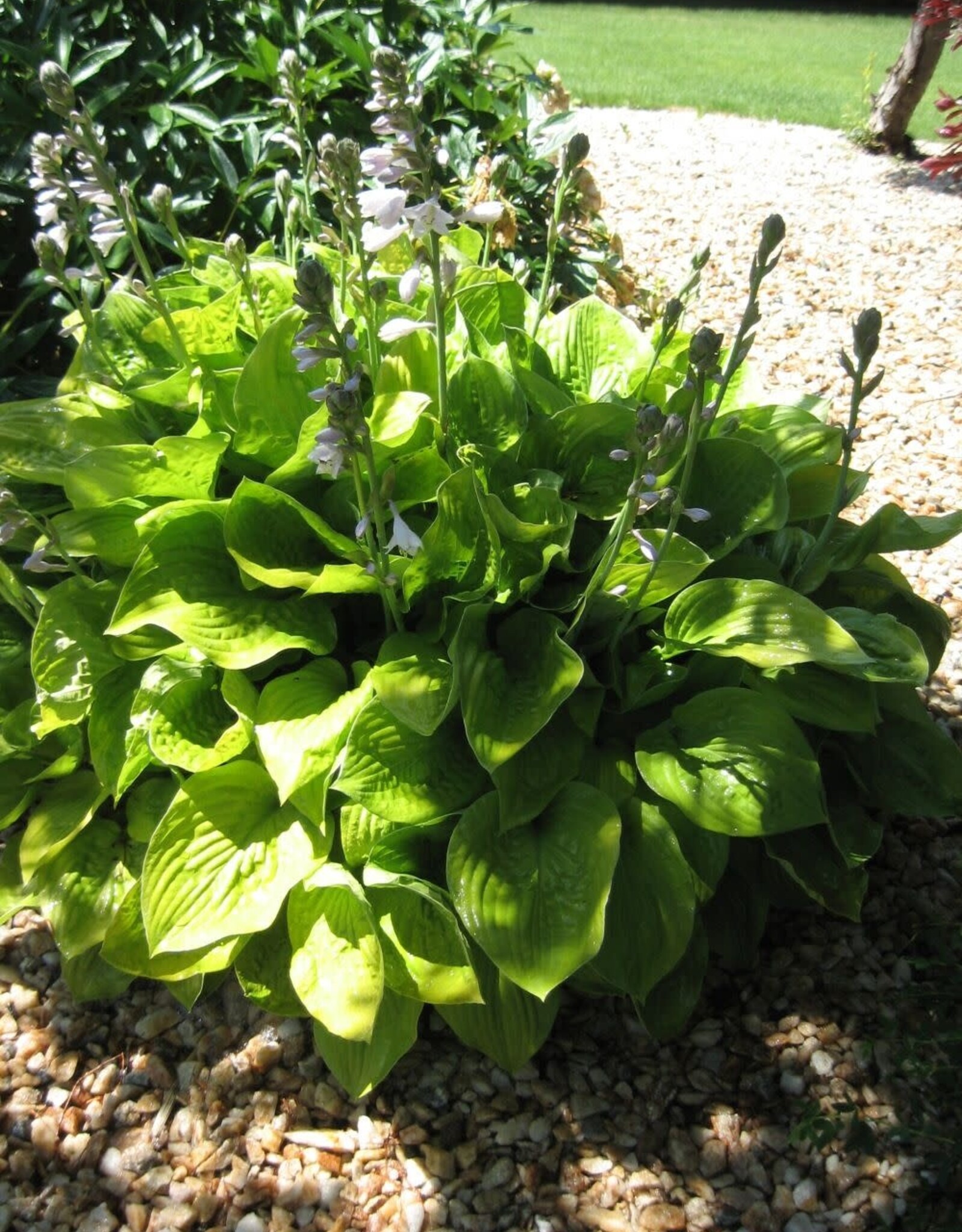 Bron and Sons Hosta 'Sum and Substance' #1