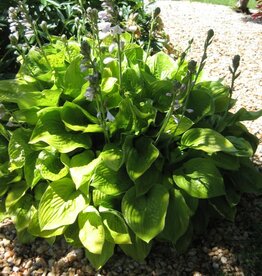 Bron and Sons Hosta 'Sum and Substance' #1