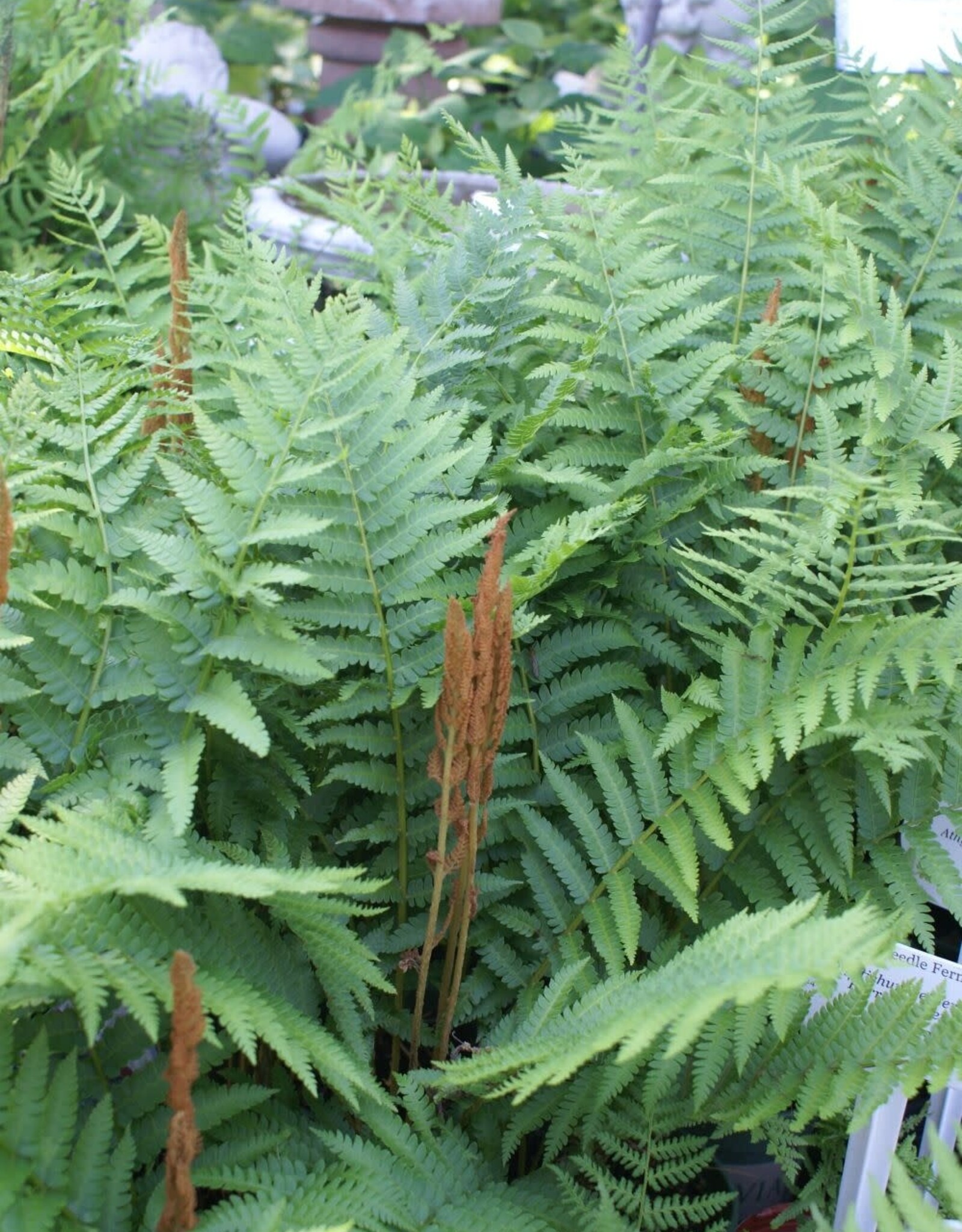 Bron and Sons Osmunda cinnamomea #1  -Cinnamon Fern