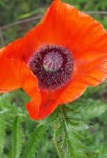 Bron and Sons Papaver or. 'Allegro' #1 Oriental Poppy