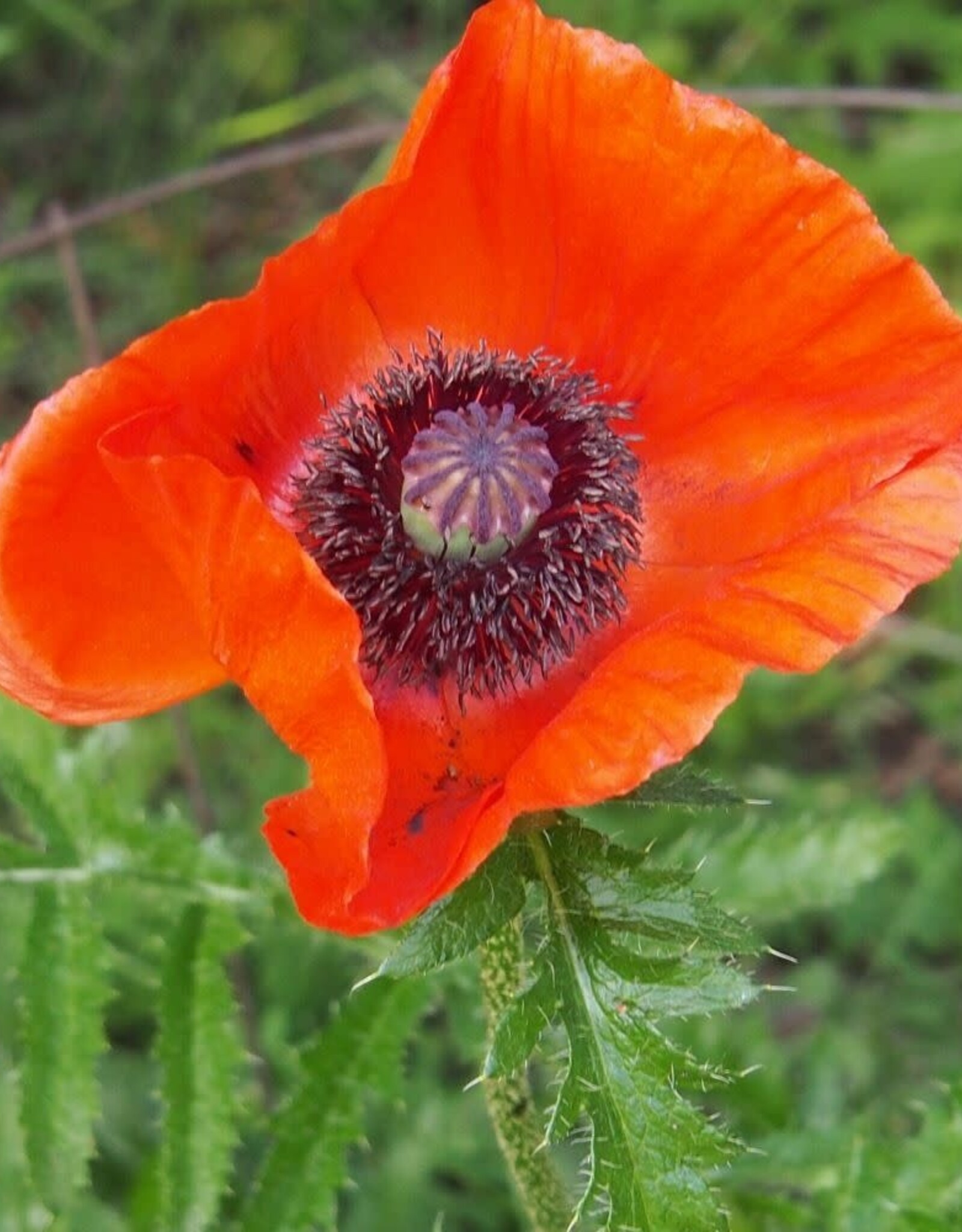 Bron and Sons Papaver or. 'Allegro' #1 Oriental Poppy