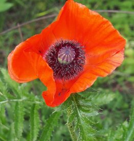Bron and Sons Papaver or. 'Allegro' #1 Oriental Poppy