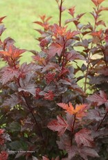 Bron and Sons Physocarpus o. 'SMNPOBLR' PP28695   #2 Shrub PW Ginger Wine Ninebark