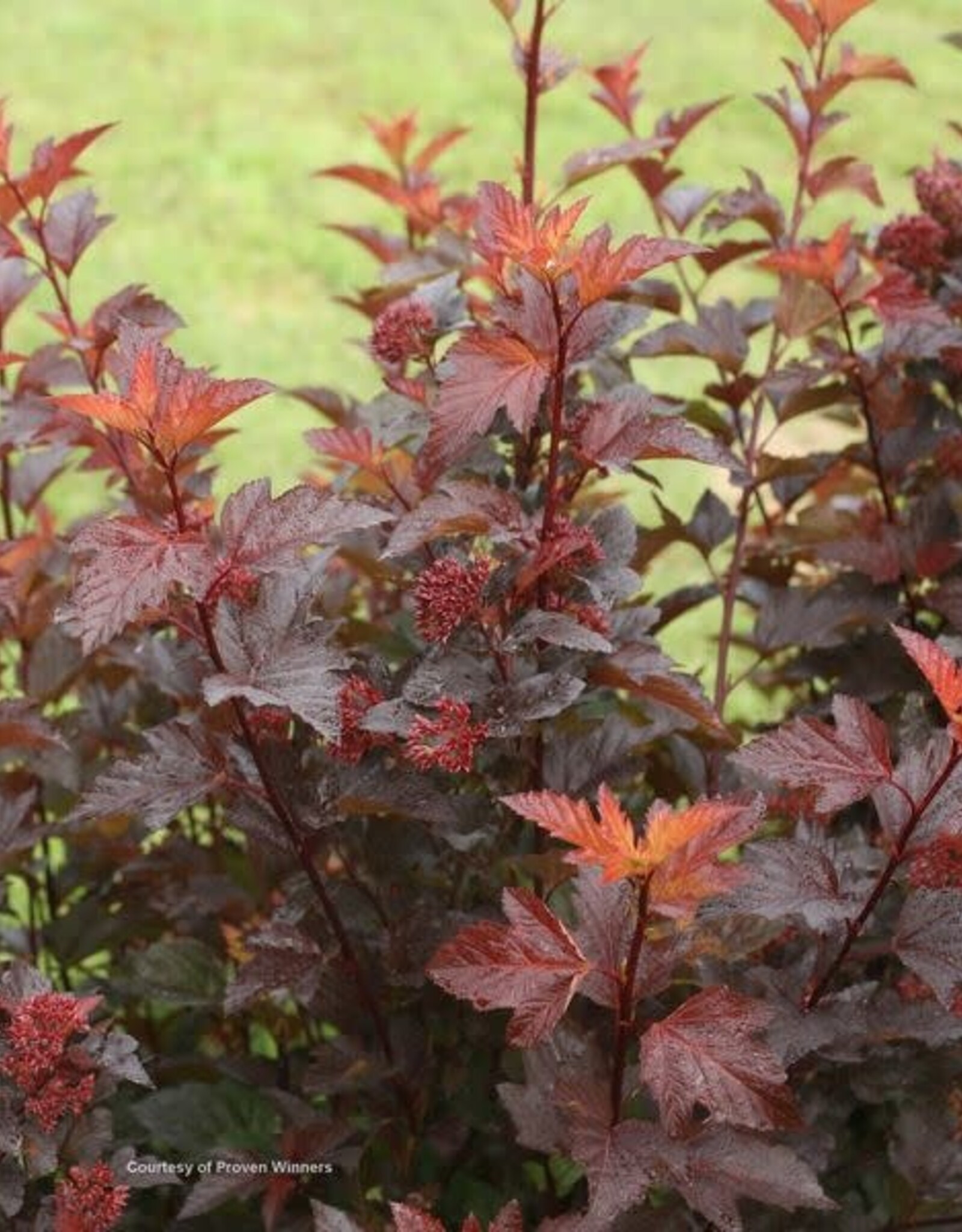 Bron and Sons Physocarpus o. 'SMNPOBLR' PP28695   #2 Shrub PW Ginger Wine Ninebark