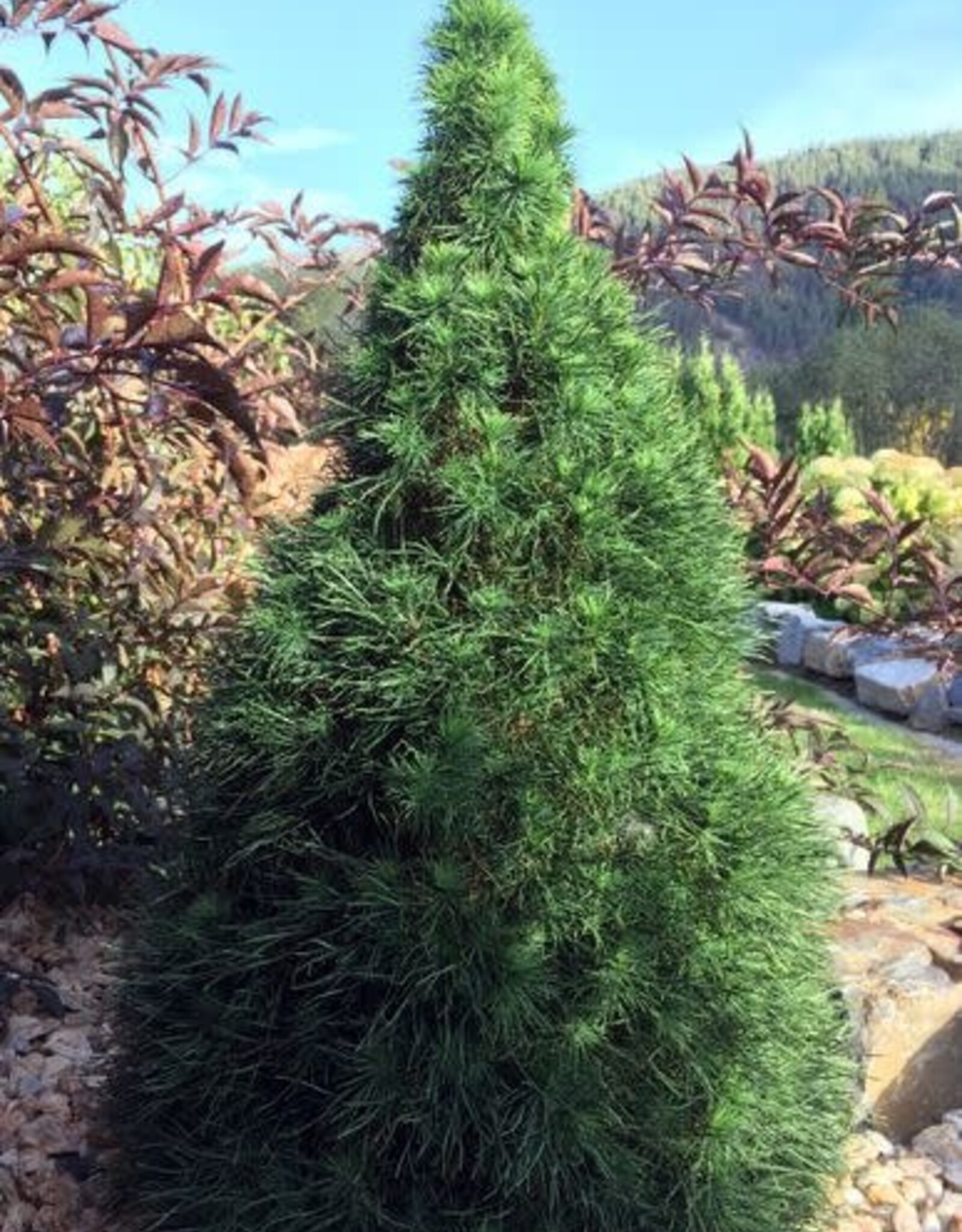 Bron and Sons Pinus syl. 'Green Penguin' #5 Green Penguin Scotch Pine