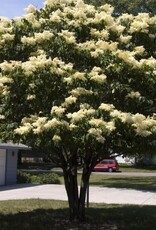 Bron and Sons Syringa reticulata 'Bailnce' PP20458 #5  Snowdance™ Japanese Tree Lilac
