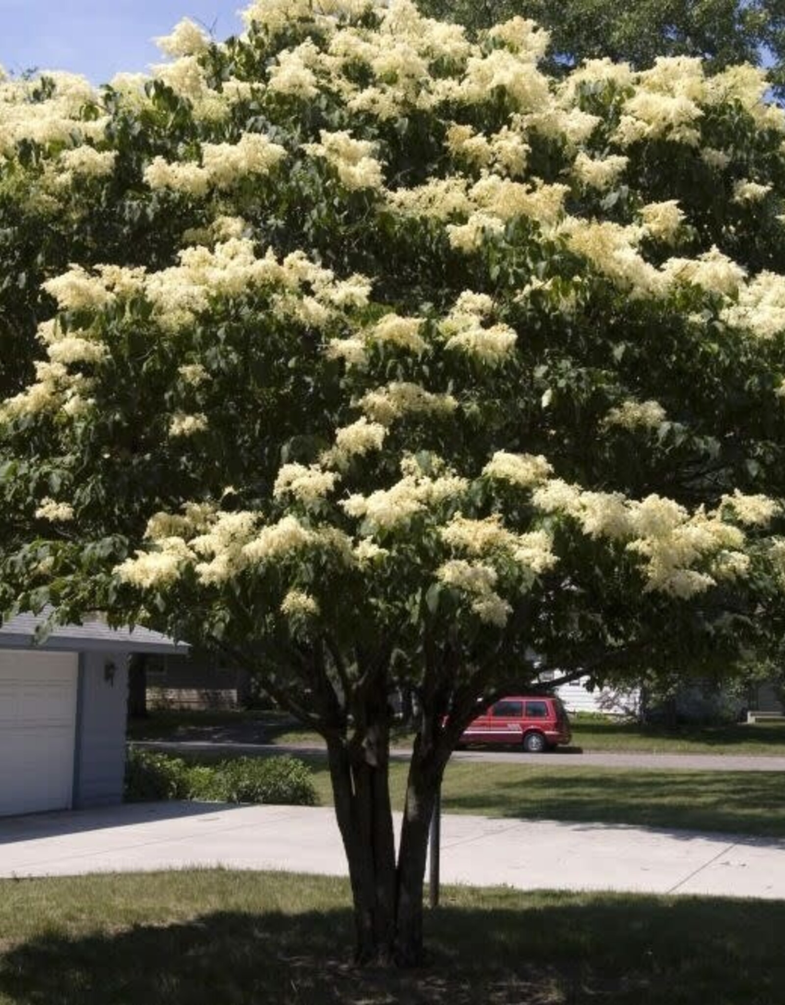 Bron and Sons Syringa reticulata 'Bailnce' PP20458 #5  Snowdance™ Japanese Tree Lilac