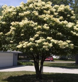 Bron and Sons Syringa reticulata 'Bailnce' PP20458 #5  Snowdance™ Japanese Tree Lilac
