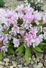 Bron and Sons Rhododendron x 'Minnetonka' #2