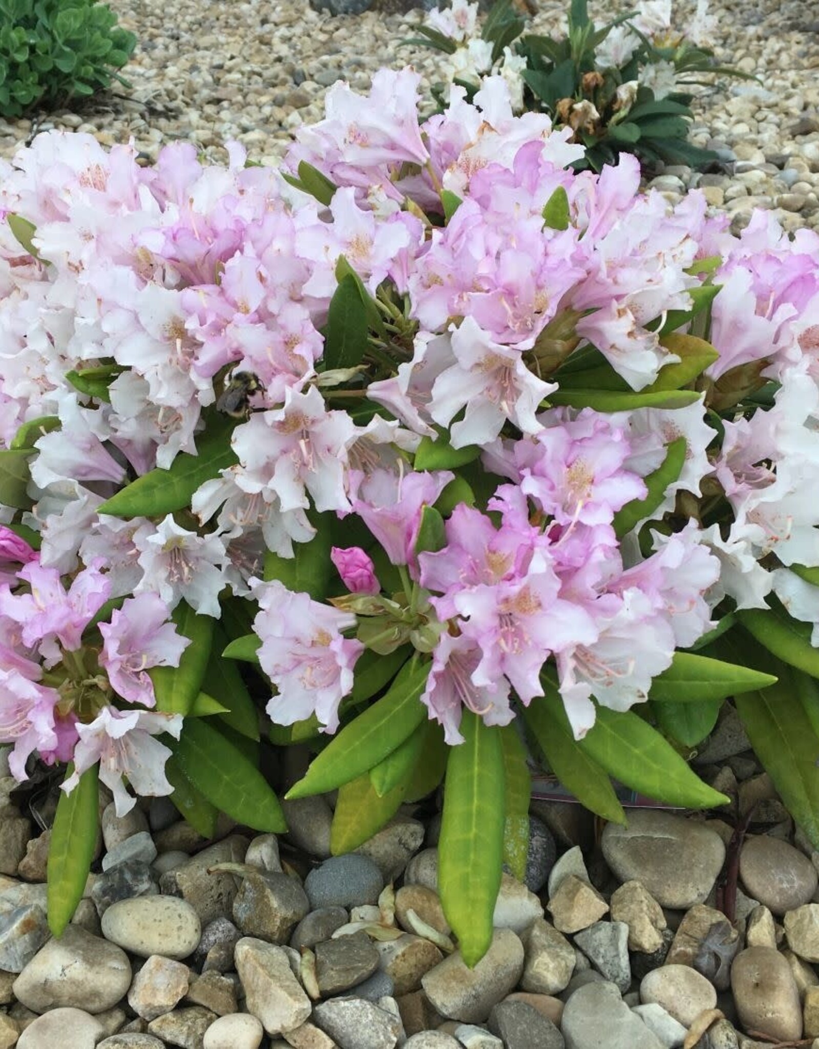 Bron and Sons Rhododendron x 'Minnetonka' #2