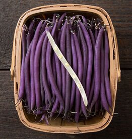 High Mowing Seed HM Celine Colored Snap Bush Bean: 100 SEEDS