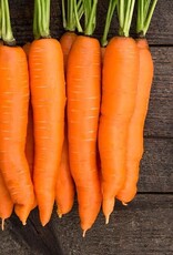 High Mowing Seed HM Naval F1 Carrot  250 SEEDS