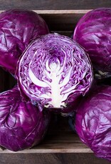 High Mowing Seed HM Amarant Cabbage  25 SEEDS