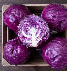 High Mowing Seed HM Amarant Cabbage: 25 SEEDS