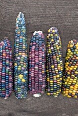 High Mowing Seed HM Glass Gem Popcorn  1/2 OZ