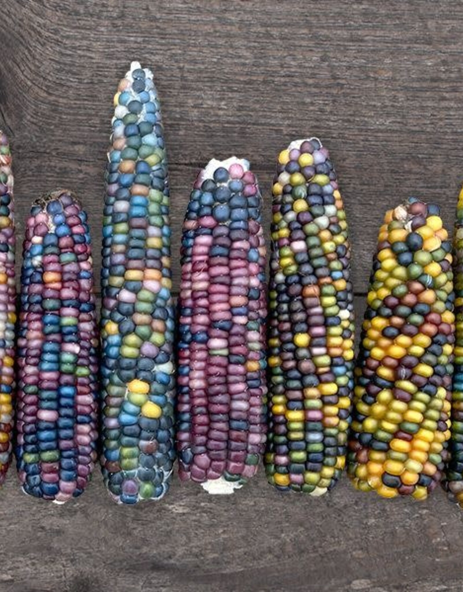 High Mowing Seed HM Glass Gem Popcorn  1/2 OZ