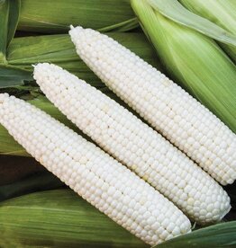 High Mowing Seed HM Mirage F1 Sweet Corn: 75 SEEDS