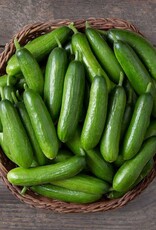 High Mowing Seed HM Minime F1 Cucumber  10 SEEDS