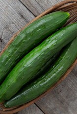 High Mowing Seed HM Shintokiwa Cucumber: 10 SEEDS